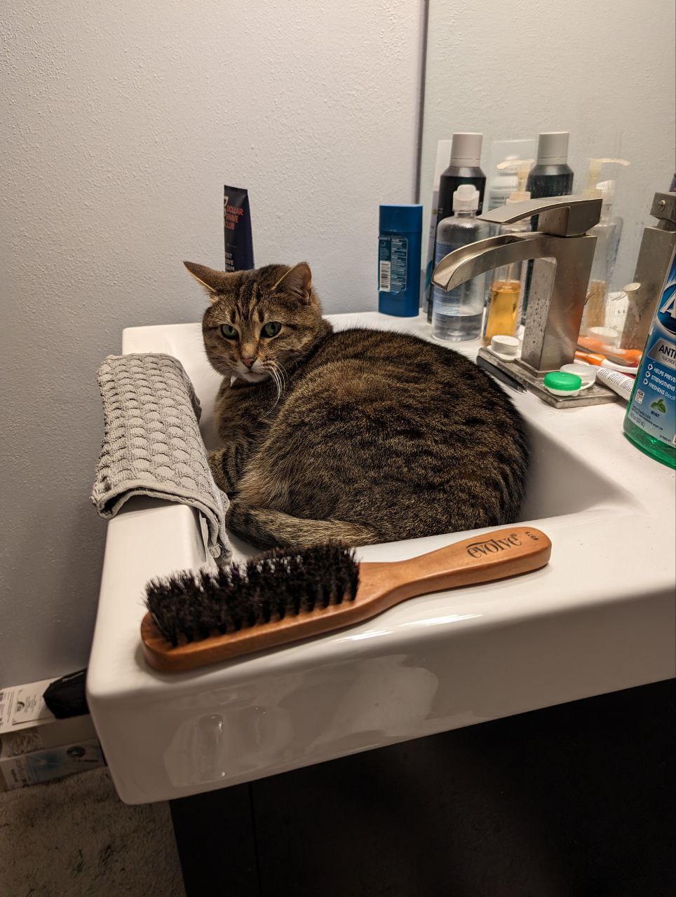 Sitting in a sink looking annoyed