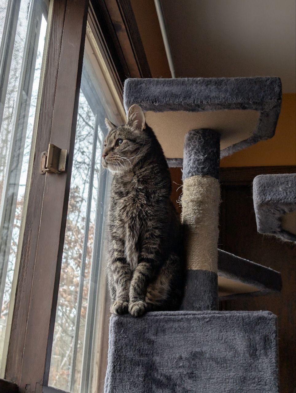 Frank looking majestic on a cat tree looking out the window